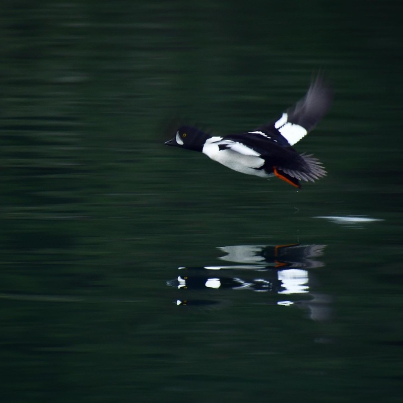 ŚW̲ÍEM (Goldeneye), Saturna Island, British Columbia